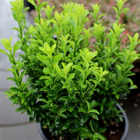 Dwarf Euonymus Japonicus