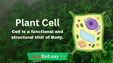 Plant cell: Introduction and Functions of Cell Organelles - Agrobotany