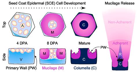 Starting to Gel: How Arabidopsis Seed Coat Epidermal Cells Produce ...