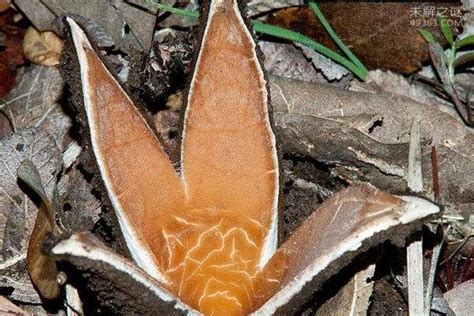 世界上最稀有的真菌,恶魔雪茄能吃么?(2)_【未解之谜网】