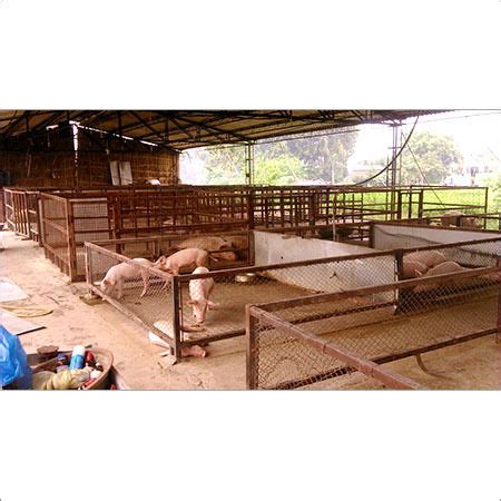 Intensive Pig Farming 的图像结果
