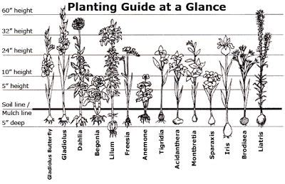Image result for Bulb Planting Guide