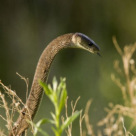 Black Mamba, facts and photos