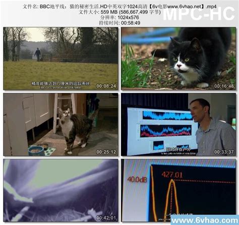 BBC纪录片《猫的秘密生活》HD中英双字1024高清，免费下载，迅雷下载，经典高清电影，6v电影