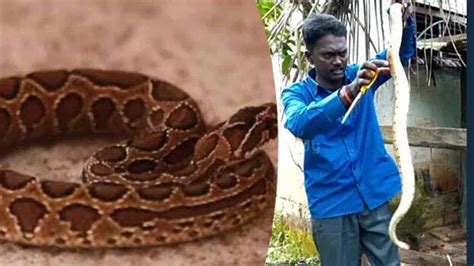 Vava Suresh bitten by viper admitted to hospital - KERALA - GENERAL ...