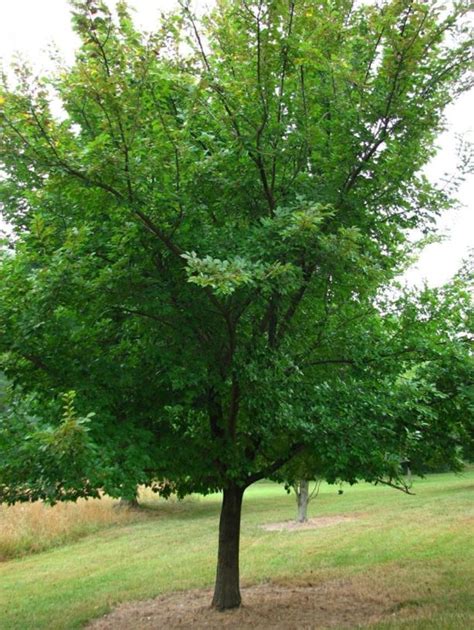 Ulmus 'Morton Stalwart' Commendation™ - Commendation™ elm | The Dawes ...