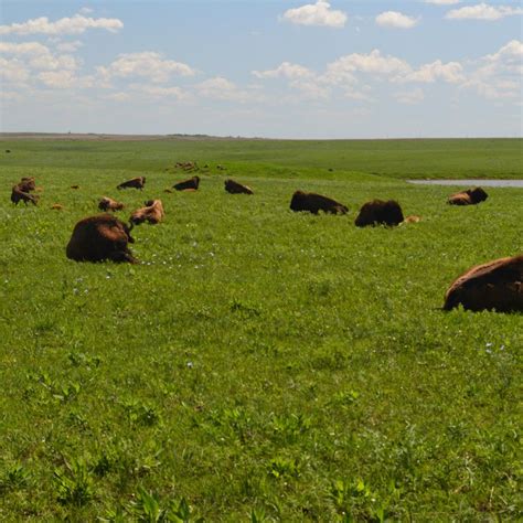 TALLGRASS PRAIRIE (2026) All You Need to Know BEFORE You Go (with ...