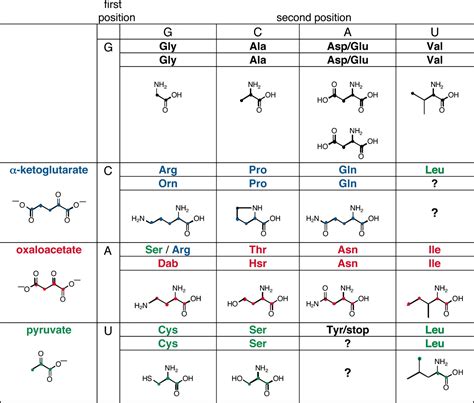 Codon 的图像结果