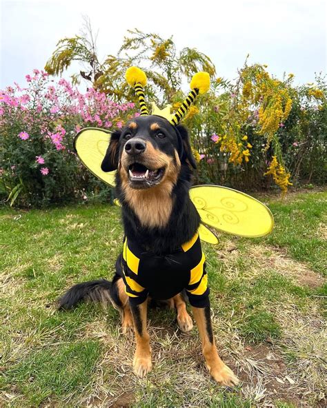 Best German Shepherd Halloween Costumes That Fit!