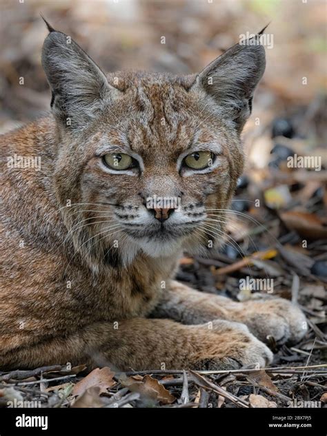 Bobcat prey hi-res stock photography and images - Alamy