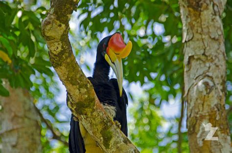 Rhinoceros Hornbill No Meek Beaks Here! The Rhinoceros Hornbill (pic
