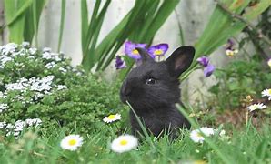 Image result for Flower Like a Rabbit