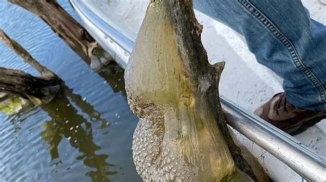 Image result for Alien Egg Deposit