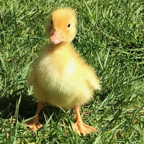 Little Farmstead: Ducklings and Chicks ~ So Happy Together (So Far!)