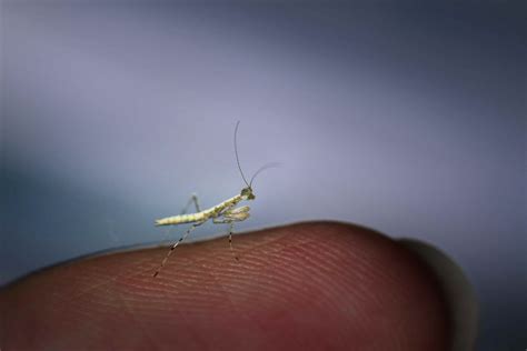 Discover the World's Smallest Insects