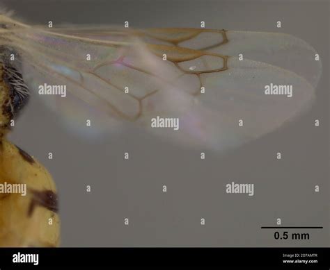 Pinned, Hinkley, San Bernardino, California, United States, Perdita ...