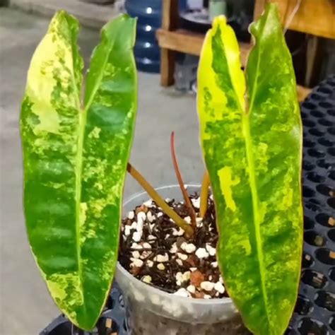 Jual philodendron billietiae variegata 2 daun pucukan medium - bhp ...