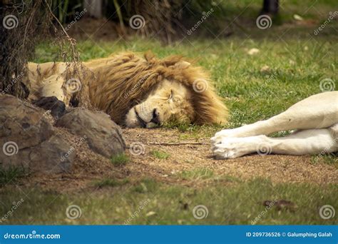 African Lion Scientific Name Panthera Leo Stock Photo - Image of male ...