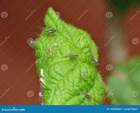 Blackberry Bush with Green Fly Aphids. Macro Close Up Stock Photo ...