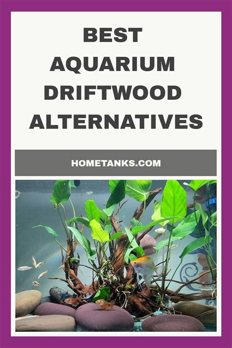 Image result for Planting Java Moss