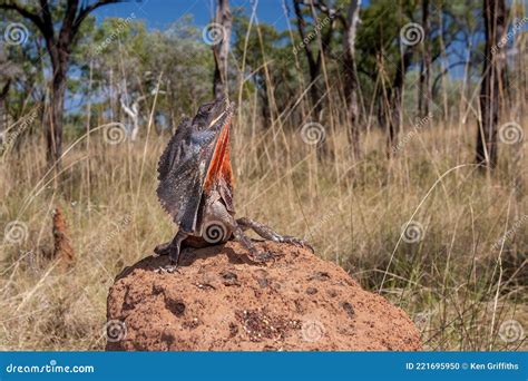 Australian Frilled Lizard stock photo. Image of chlamydosaurus - 221695950