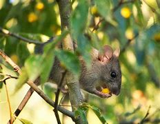 Image result for Baby Wild Mice