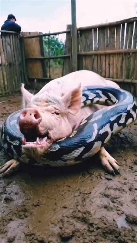 Image result for Python Killing Dog Video