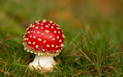 Image result for Mushroom Huge Dataset Classification Python