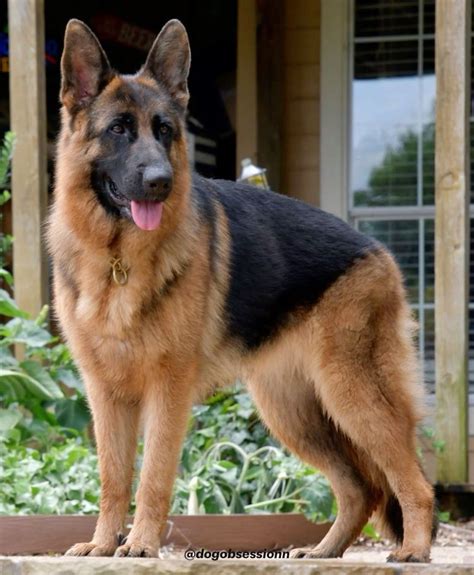 Westside German Shepherd Rescue