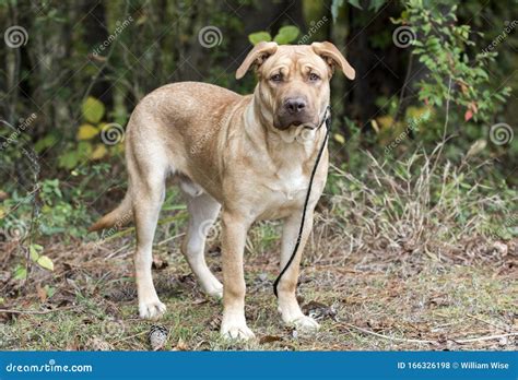 Young Lab Sharpei Mastiff Mix Puppy Dog Outdoors on Leash Stock Photo ...