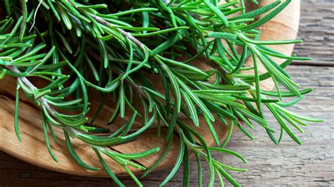 How Much Water Does Rosemary Need? - Colin Can Help Library