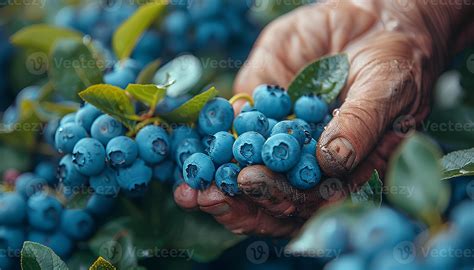 AI generated Blueberry harvest season. Hands picking blueberries from a ...