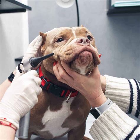 5 Most Prevalent Common Diseases Of American Bully Owners Should Know