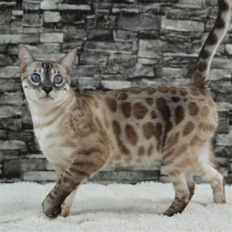 Bengal Cat Colors: Complete Guide to All Coat Variations | Pet Perfect