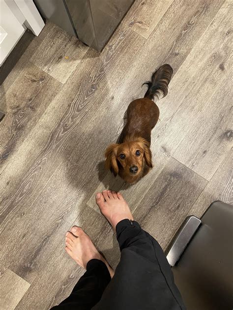 Mini dachshund weight? I feel like Wanda is a bit under at 7.2lbs (11 ...