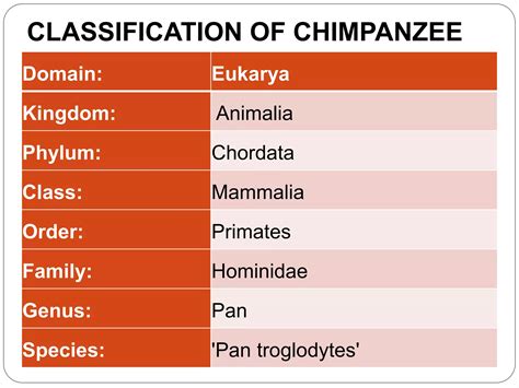 Presentation1.pptx - genus of chimpanzee