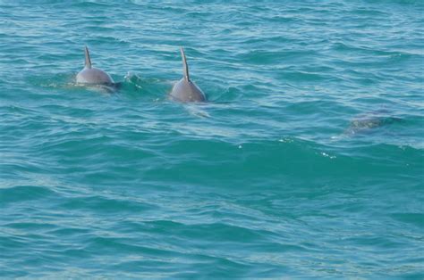 Starfish Snorkeling (Marathon) - 2022 What to Know Before You Go (with ...