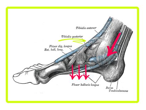 Tibialis Posterior Tendon Anatomy What Is Posterior Tibial Tendonitis
