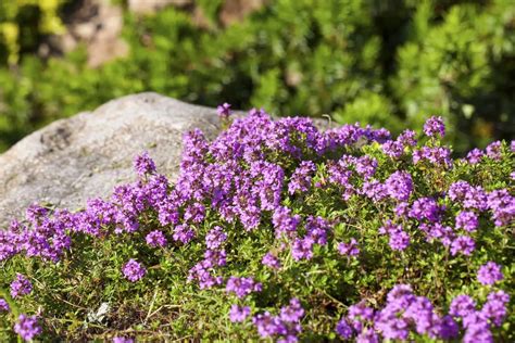 Is Creeping Thyme Invasive? The Answer Might Surprise You!