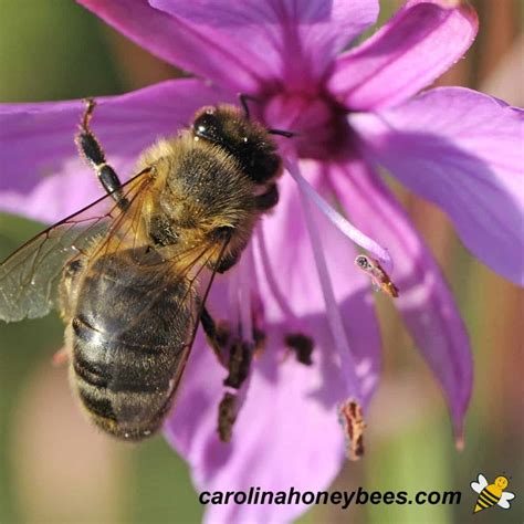 Queen Bee Life Cycle [What You Need to Know] - Carolina Honeybees