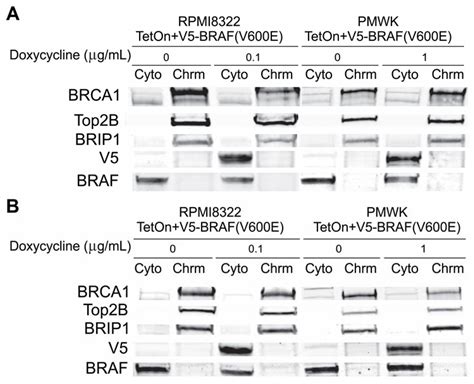 Oncogenic BRAF(V600E) Induces Clastogenesis and UVB Hypersensitivity