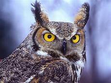 Wallpaper Owl Images by Owl Wallpapers Pictures Hd Wallpapers Wallpaper Owl Images
