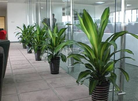办公室装修公司介绍绿化绿植相关知识_上海筑砺装潢公司