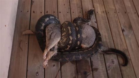 Image result for Python Eating Porcupine