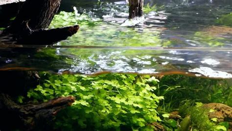 Java Moss for Corydoras Breeding 的图像结果