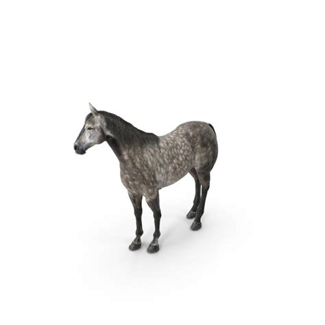 Horse Pussy R34 Porn PNG Images & PSDs for Download | PixelSquid