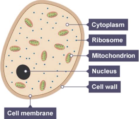 Cell Structure GCSE 的图像结果