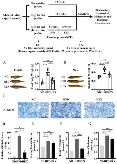 Exercise Intervention Mitigates Pathological Liver Changes in NAFLD ...