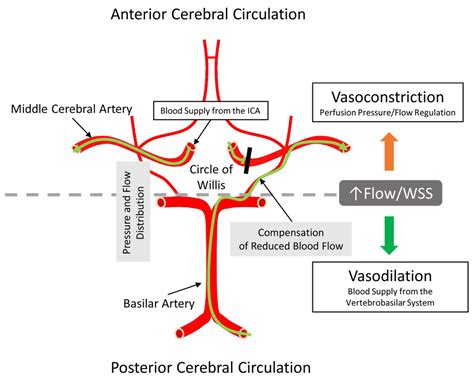Differential Gene and Protein Expressions Responsible for Vasomotor ...