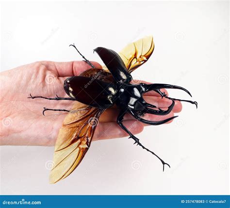 Chalcosoma Stock Illustrations – 3 Chalcosoma Stock Illustrations ...